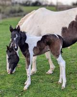 Vente de cheval : Peach de la salgui