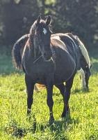 Vente de cheval : Flavia lenakingdeslac 