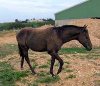 Vente de cheval : Onyx de la salgui 