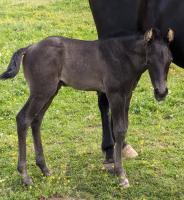 Vente de cheval : Onyx de la salgui 