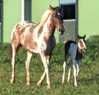 Vente de cheval : Ottawa de la Salgui