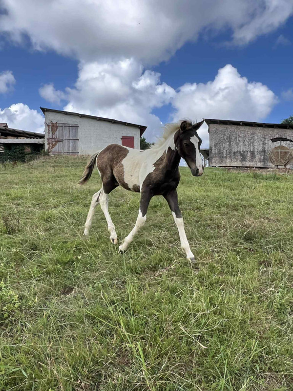 Vente de poney