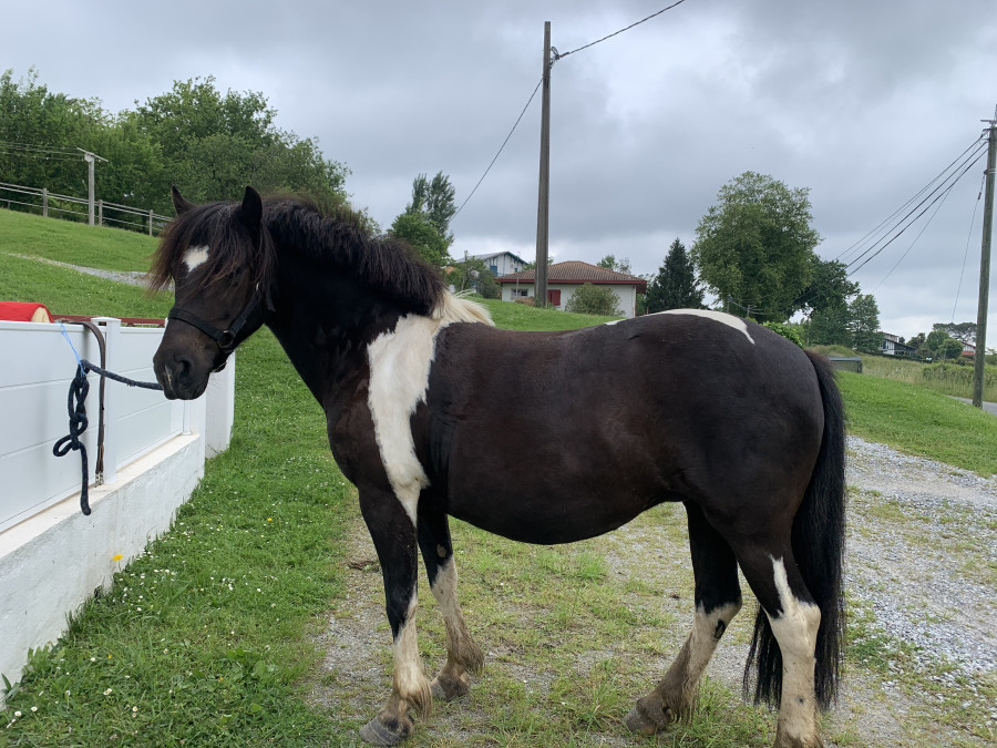 Vente de poney