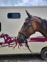 Vente de cheval : AZARENKA