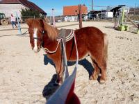 Vente de poney