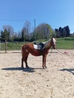 Vente de poney