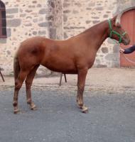 Vente de poney