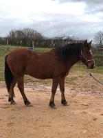 Vente de poney