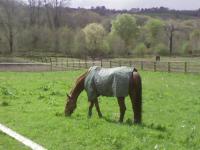 Vente de cheval : lina 