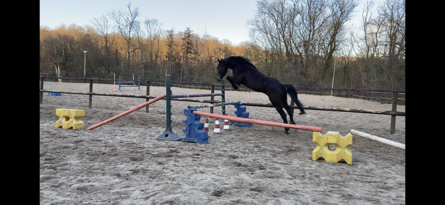 Vente de cheval : Galo