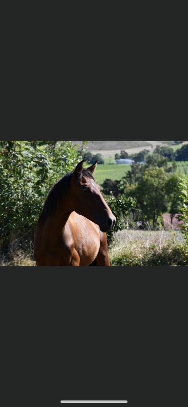 Vente de cheval : Viriato