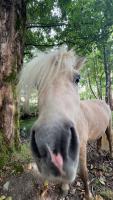 Vente de poney
