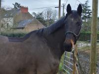 Vente de cheval : Coup de coeur 