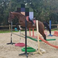 Vente de cheval : Le vicking 