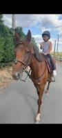 Vente de cheval : Ingal
