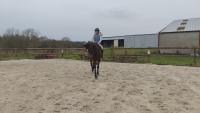 Vente de cheval : Girl of dancer