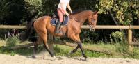 Vente de cheval : Dino du mesnil