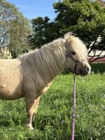 Vente de poney