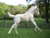 Vente de cheval : Phoebus des Tanos