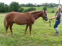 Vente de poney