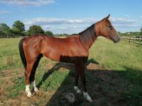 Vente de cheval : LOUIS D'OR