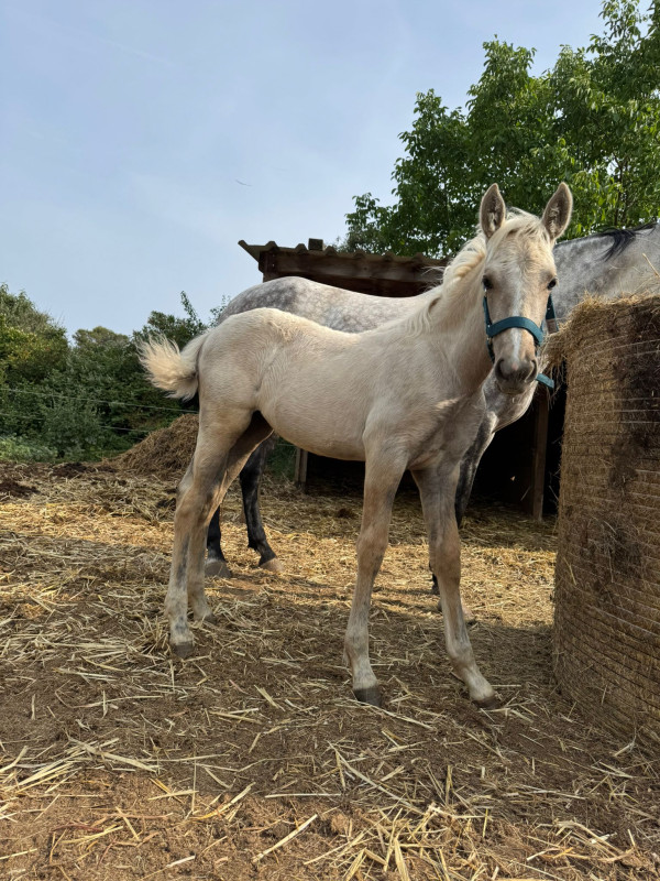 Vente de cheval : Jazeria MB