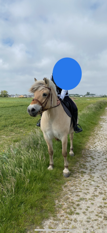 Vente de cheval : Camlia d'Ober