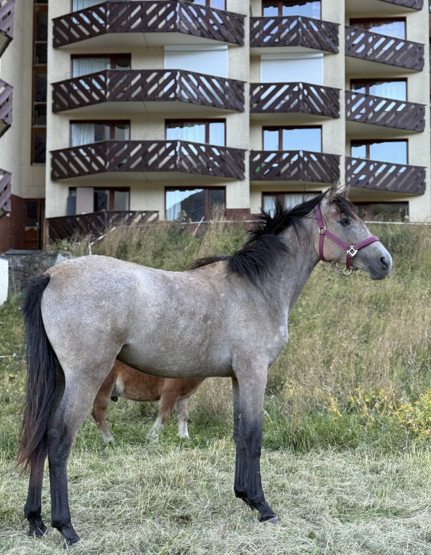 Vente de cheval : Opalle 
