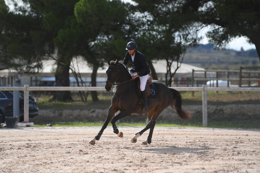 Vente de cheval : Hello de la Gohaigne 