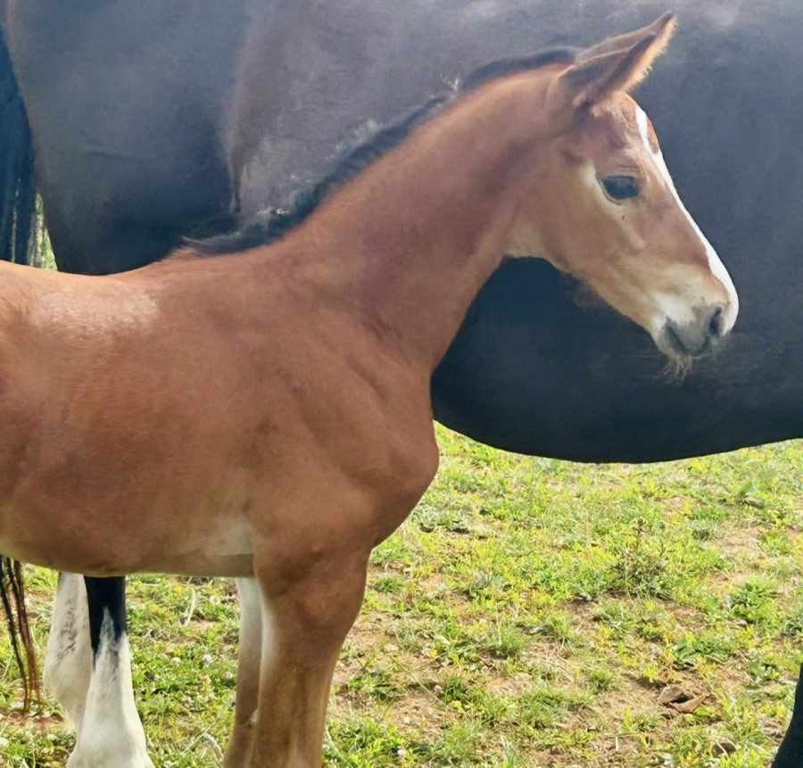 Vente de cheval : L?effronte Z