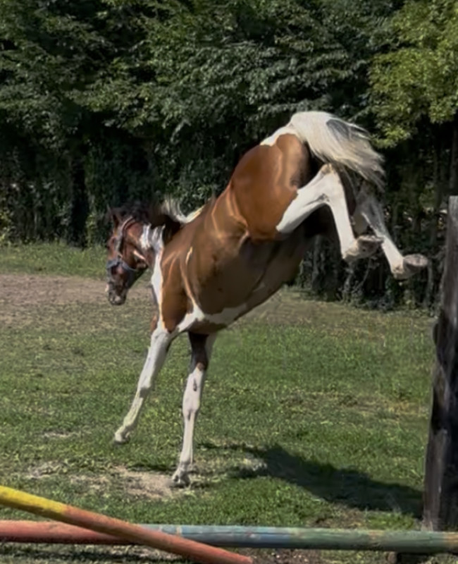 Vente de cheval : Himalaya Z 