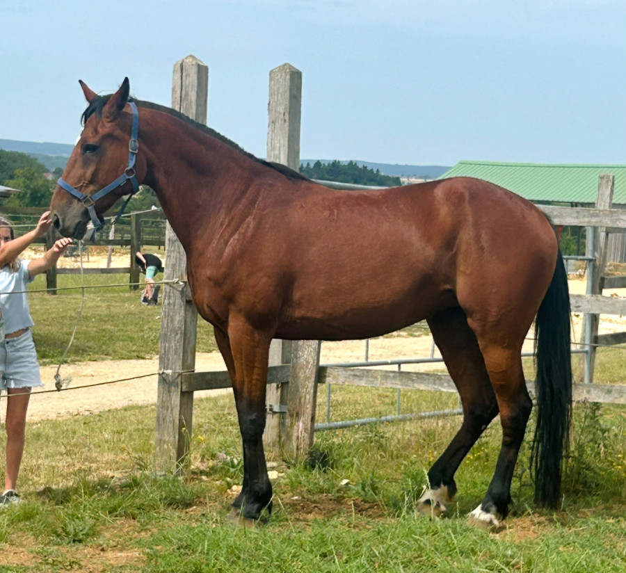 Vente de cheval : Opra avenue 
