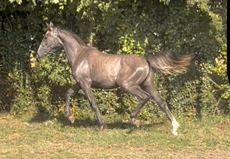 Vente de cheval : Ti punch Herbougere Z 