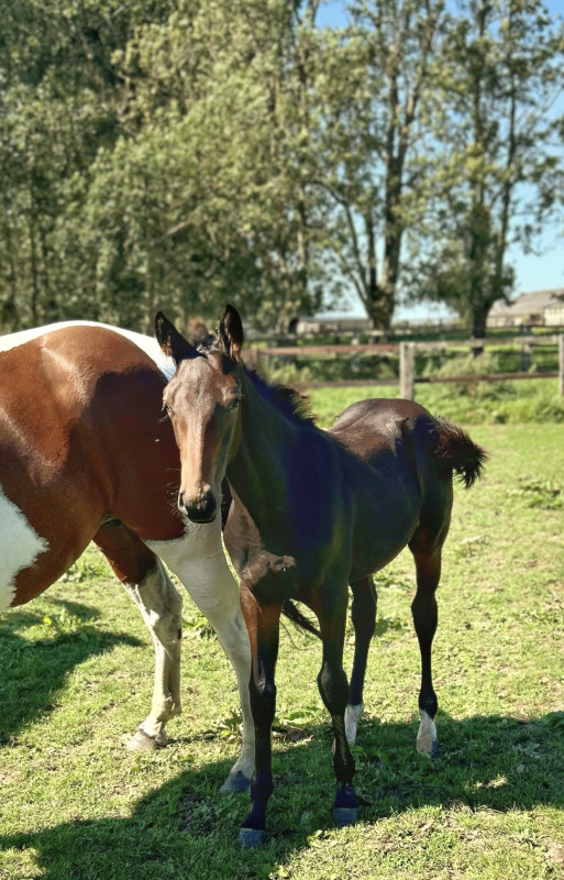Vente de cheval : Foal 2023