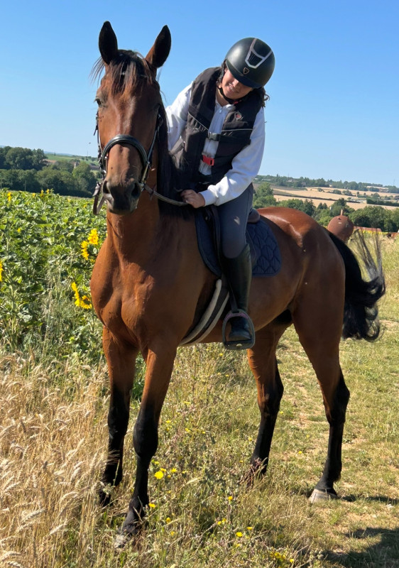 Vente de cheval : Lancelot 