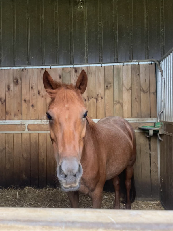 Vente de cheval : Apres-midi lacour