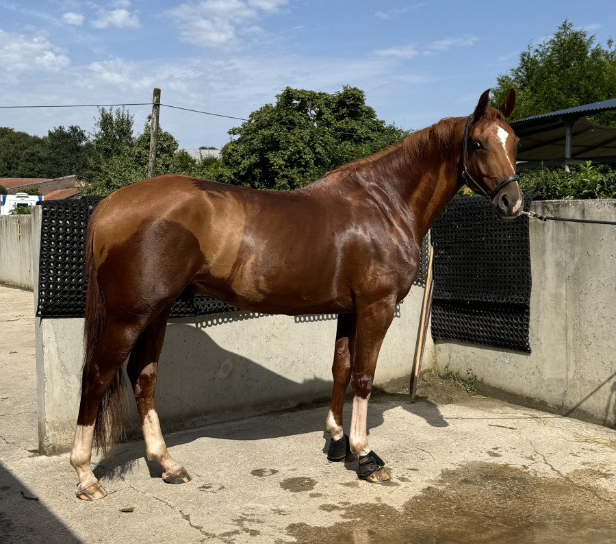 Vente de cheval : Sorento Van Het Dyckershof