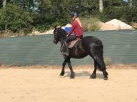 Vente de cheval : King du Mas