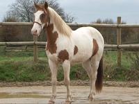 Vente de cheval : KAWIK TROIS VALLEES