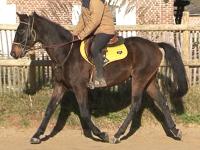 Vente de cheval : KIR DE LA BRETTE
