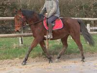 Vente de cheval : Indigo Tya