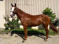 Vente de cheval : Ottawa du Vieux Saule