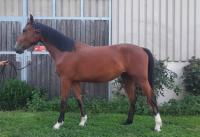 Vente de cheval : Nnfa de Marenoire