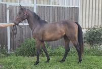 Vente de cheval : Nopea de Marenoire