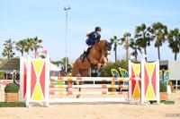 Vente de cheval : Jamy du Vernay 
