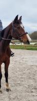 Vente de cheval : Utica