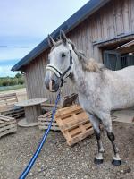 Vente de cheval : Just Dream 