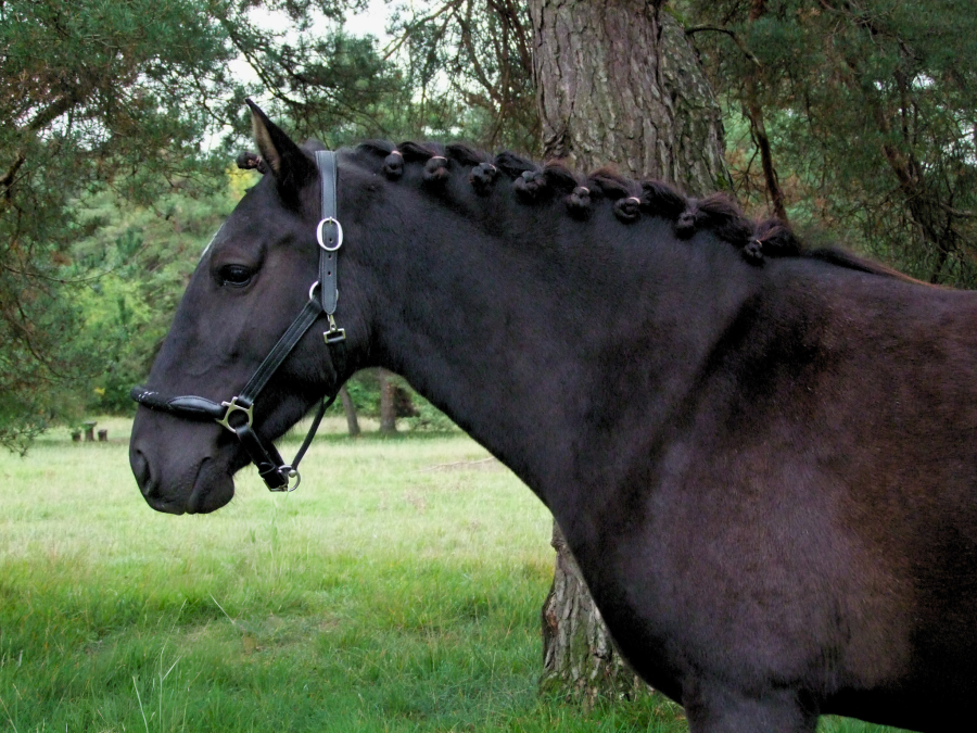 Vente de poney