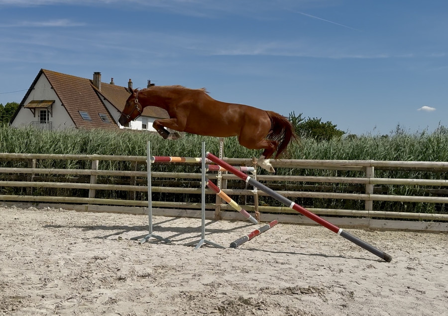 Vente de cheval : Laurel belmaniere 