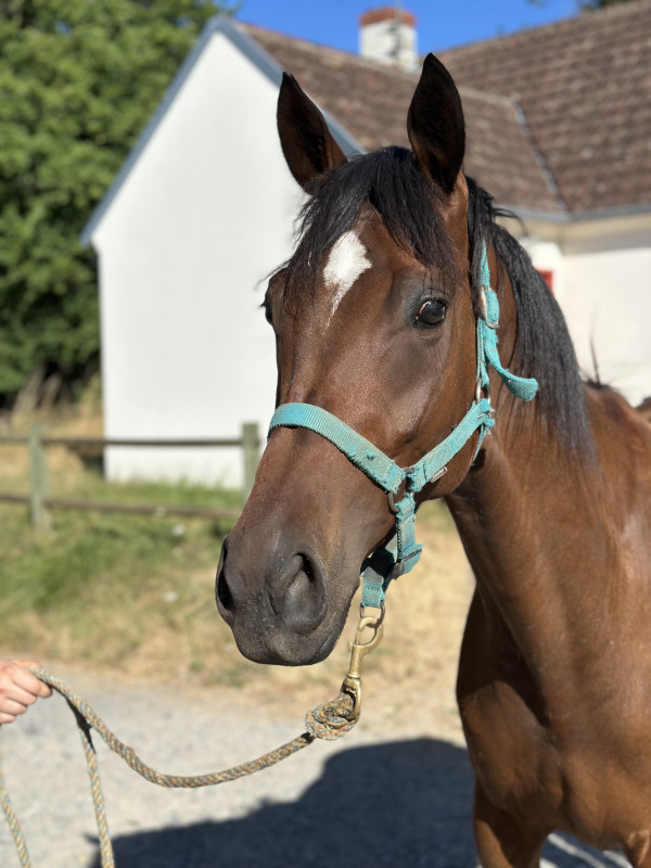 Vente de cheval : Kerlino d?Ana